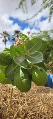 Calotropis procera