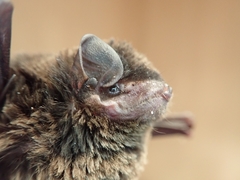 Asian Long-Fingered Bat photo 3