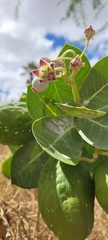 Calotropis procera