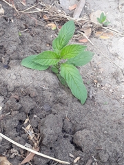 Heliotropium angiospermum