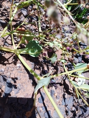 Mirabilis