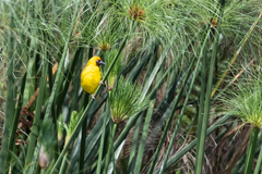 Ploceus castanops