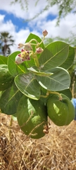 Calotropis procera