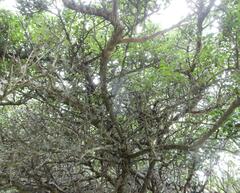 Searsia