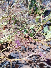 Mirabilis