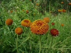 Gaillardia megapotamica