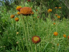 Gaillardia megapotamica