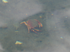 Metacarcinus novaezelandiae