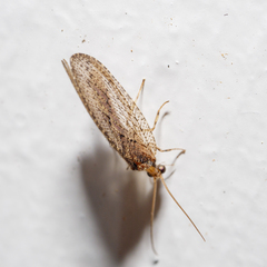 Wesmaelius subnebulosus