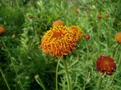 Gaillardia megapotamica