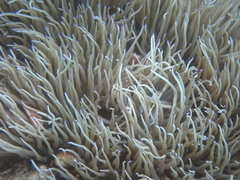 Heteractis crispa