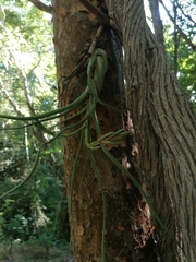 Tillandsia caput-medusae