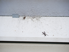 Lampona cylindrata
