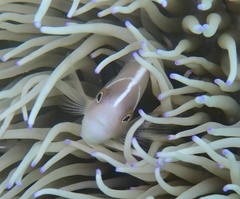 Amphiprion perideraion