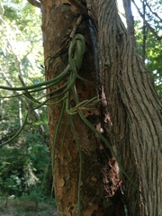 Tillandsia caput-medusae