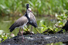 Vanellus crassirostris