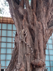 Iguana iguana
