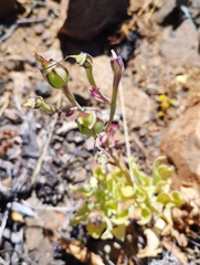 Alstroemeria philippii
