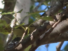 Phylloscopus collybita