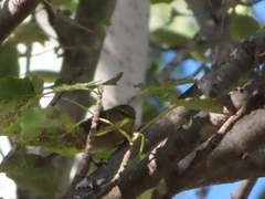 Phylloscopus collybita