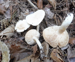 Tricholoma album