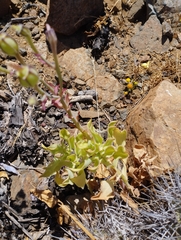 Alstroemeria philippii