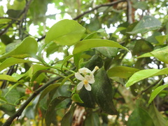 Rutaceae