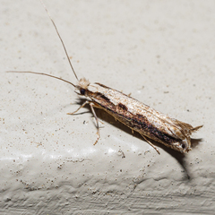 Erechthias fulguritella