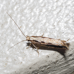 Erechthias fulguritella