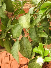 Rutaceae