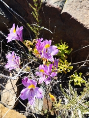 Alstroemeria philippii