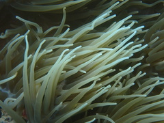 Heteractis crispa