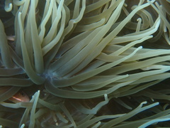 Heteractis crispa