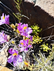 Alstroemeria philippii