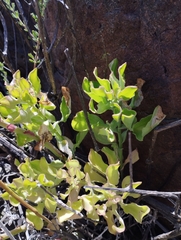 Alstroemeria philippii
