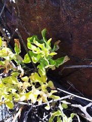 Alstroemeria philippii