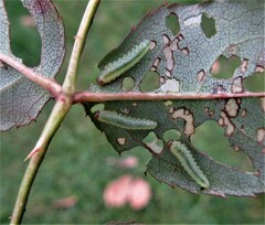 Cladius pectinicornis