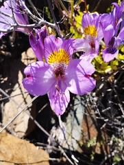 Alstroemeria philippii
