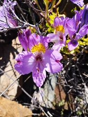 Alstroemeria philippii