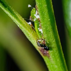 Ochetellus glaber
