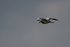 Vanellus crassirostris