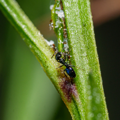 Ochetellus glaber