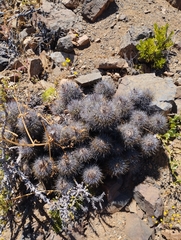 Copiapoa coquimbana