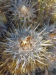 Copiapoa coquimbana