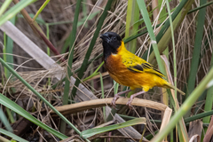 Ploceus melanocephalus