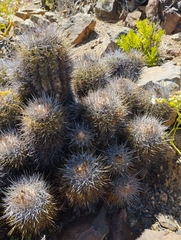 Copiapoa coquimbana