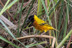 Ploceus melanocephalus