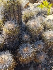 Copiapoa coquimbana