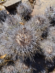 Copiapoa coquimbana