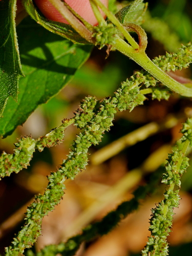 Image of Boehmeria japonica by (c) Jacy Chen, some rights reserved (CC BY)